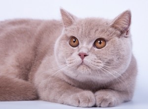 Окрас фавн британских кошек: британская кошка фавн: британская кошка фавн, британский кот фавн, британцы фавн    